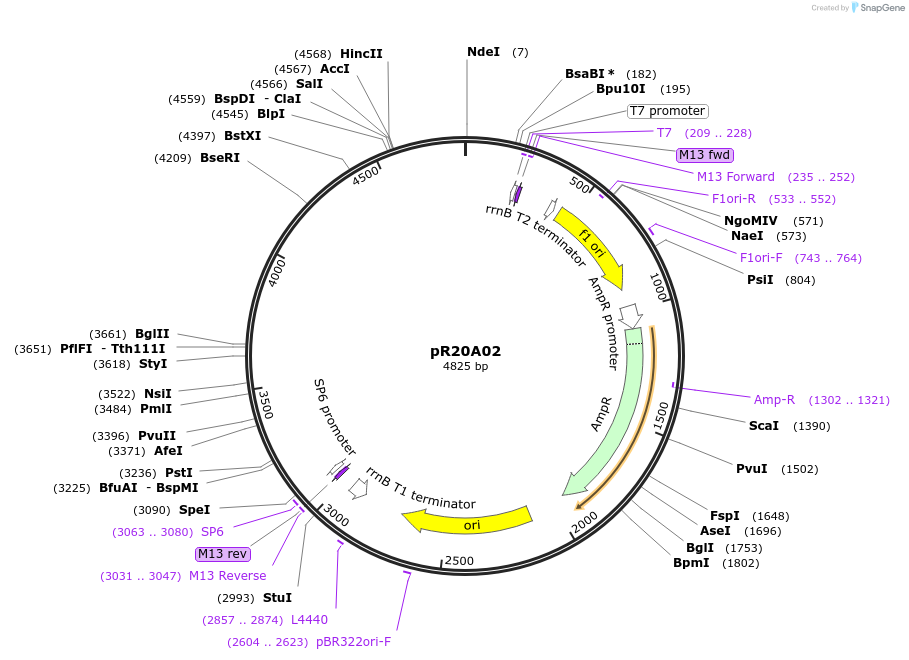 165791-plasmid-map-sequence-id-335039