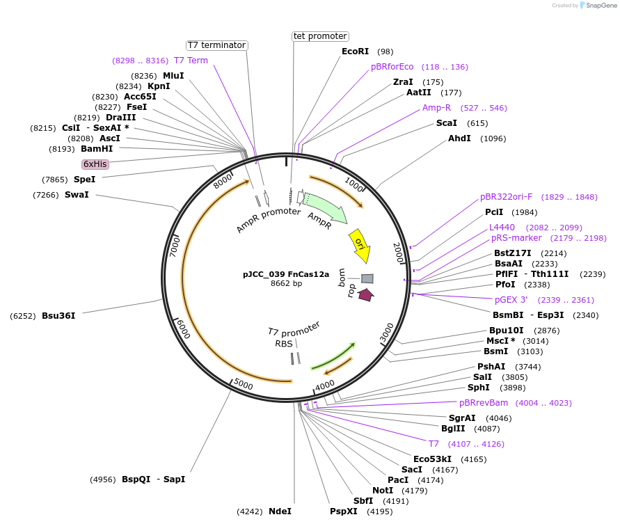 171666-plasmid-map-sequence-id-335044