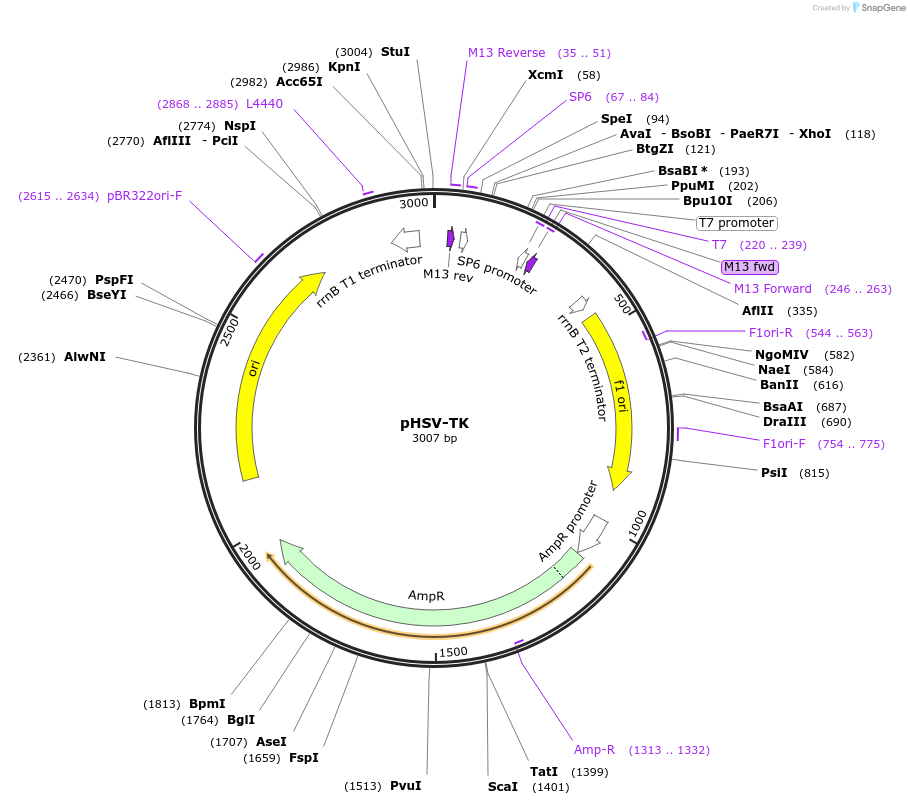 165801-plasmid-map-sequence-id-335048
