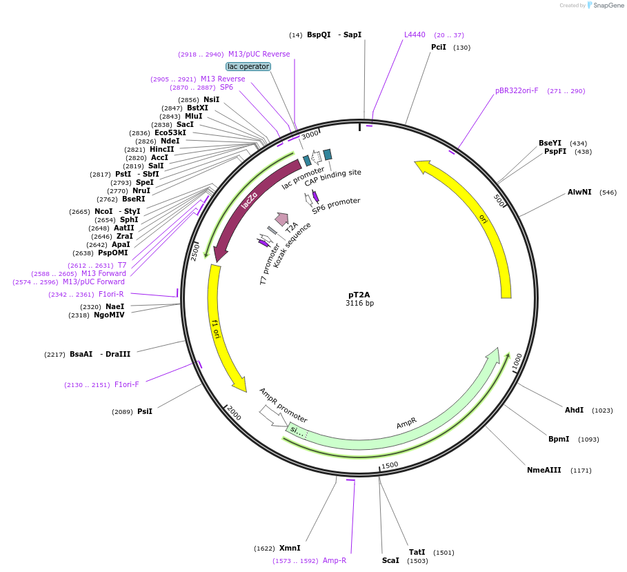 165809-plasmid-map-sequence-id-335053