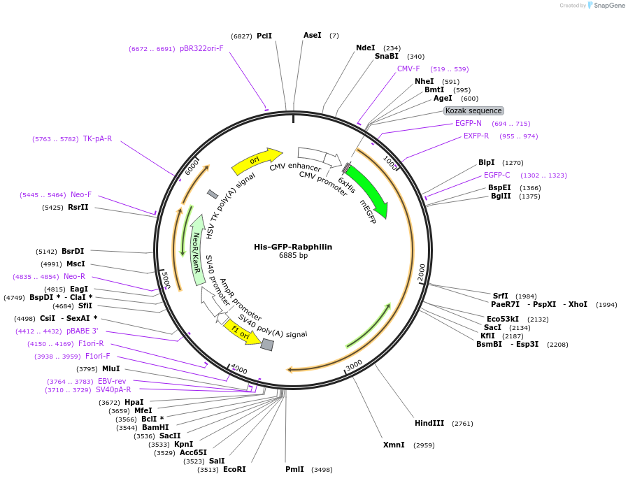 170865-plasmid-map-sequence-id-335057