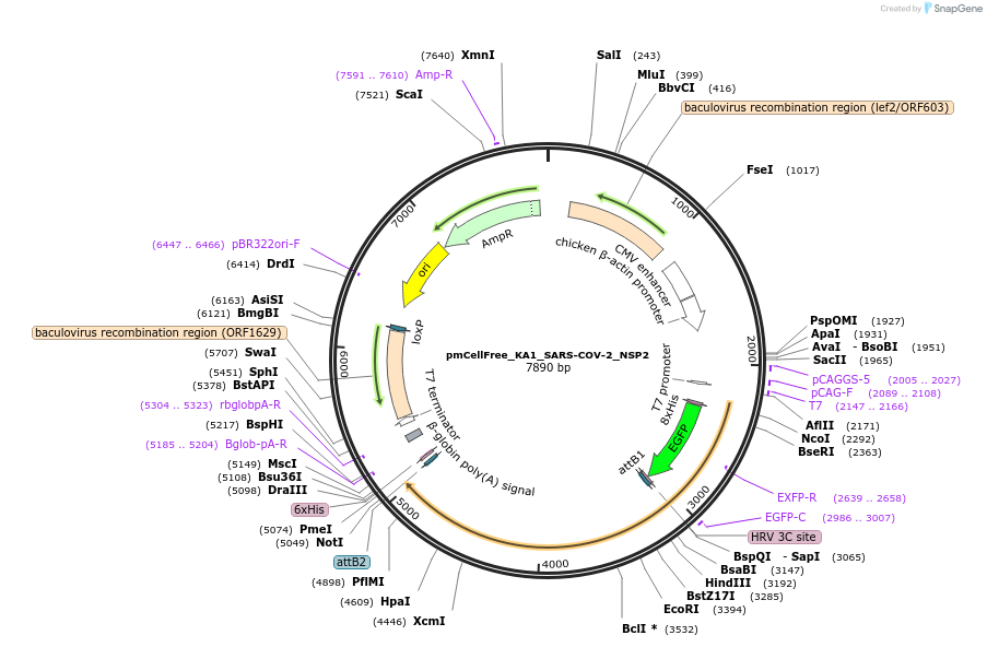 169377-plasmid-map-sequence-id-335058
