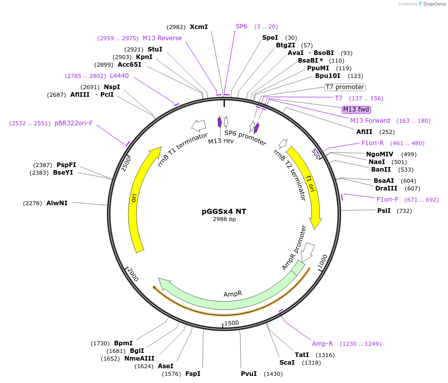 165810-plasmid-map-sequence-id-335060