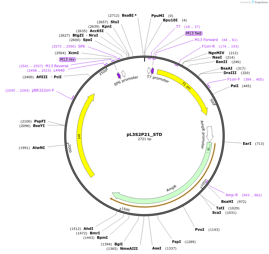 165805-plasmid-map-sequence-id-335067