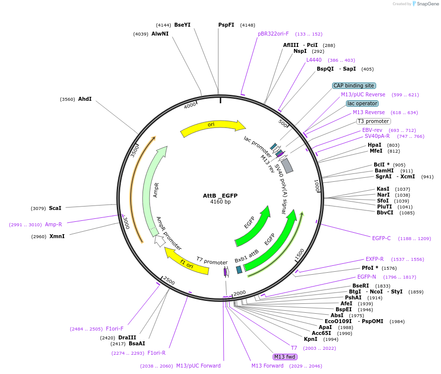 171597-plasmid-map-sequence-id-335069