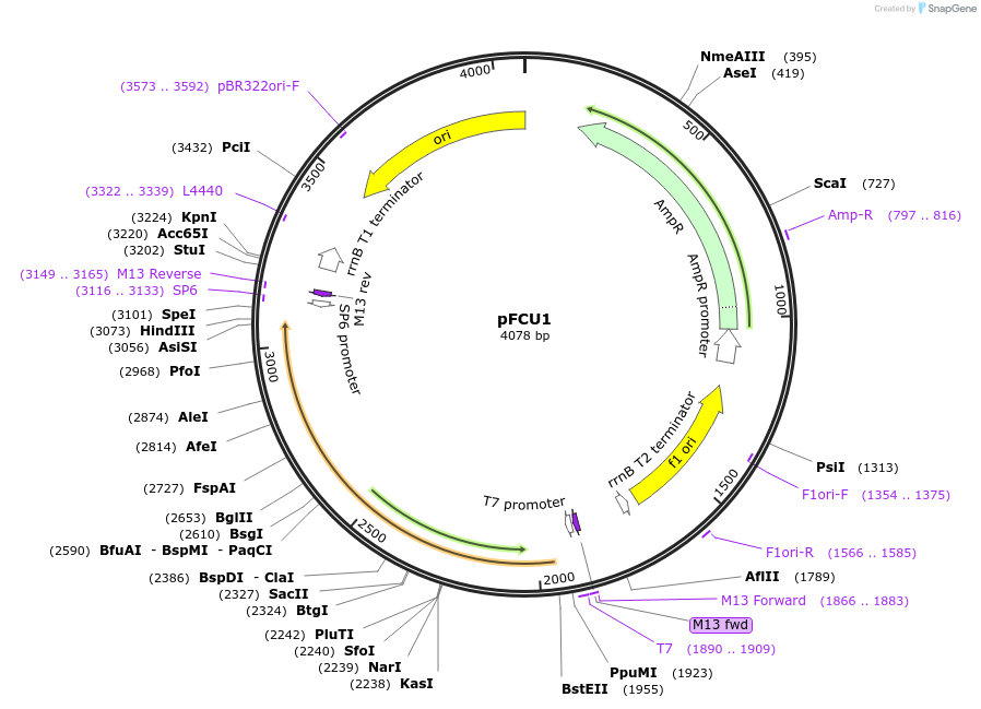 165842-plasmid-map-sequence-id-335071