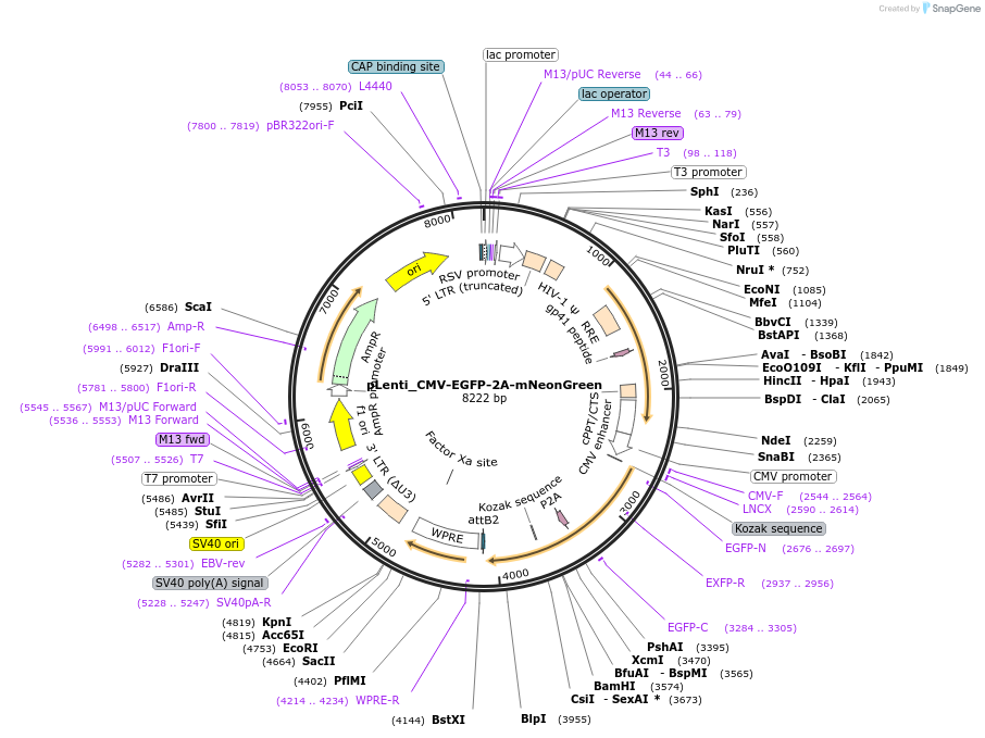 171599-plasmid-map-sequence-id-335072