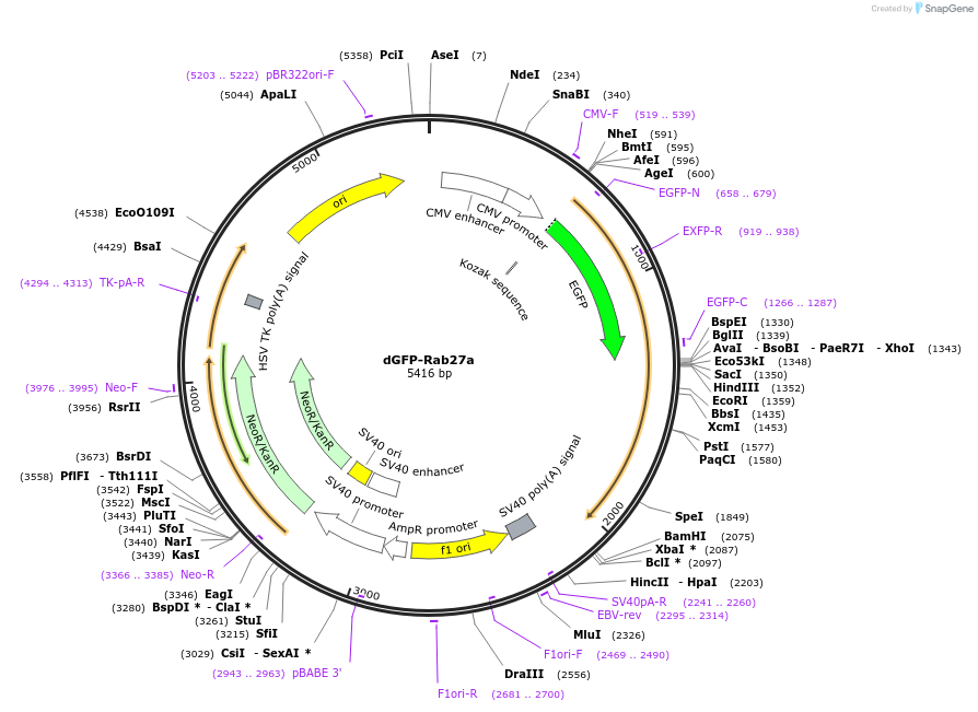 170862-plasmid-map-sequence-id-335077