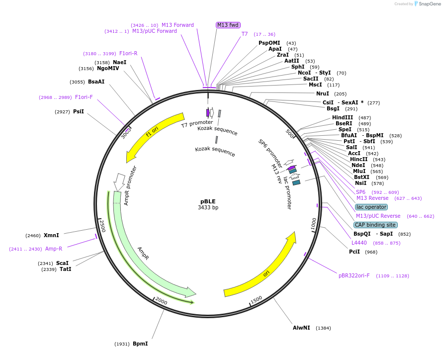 165840-plasmid-map-sequence-id-335079