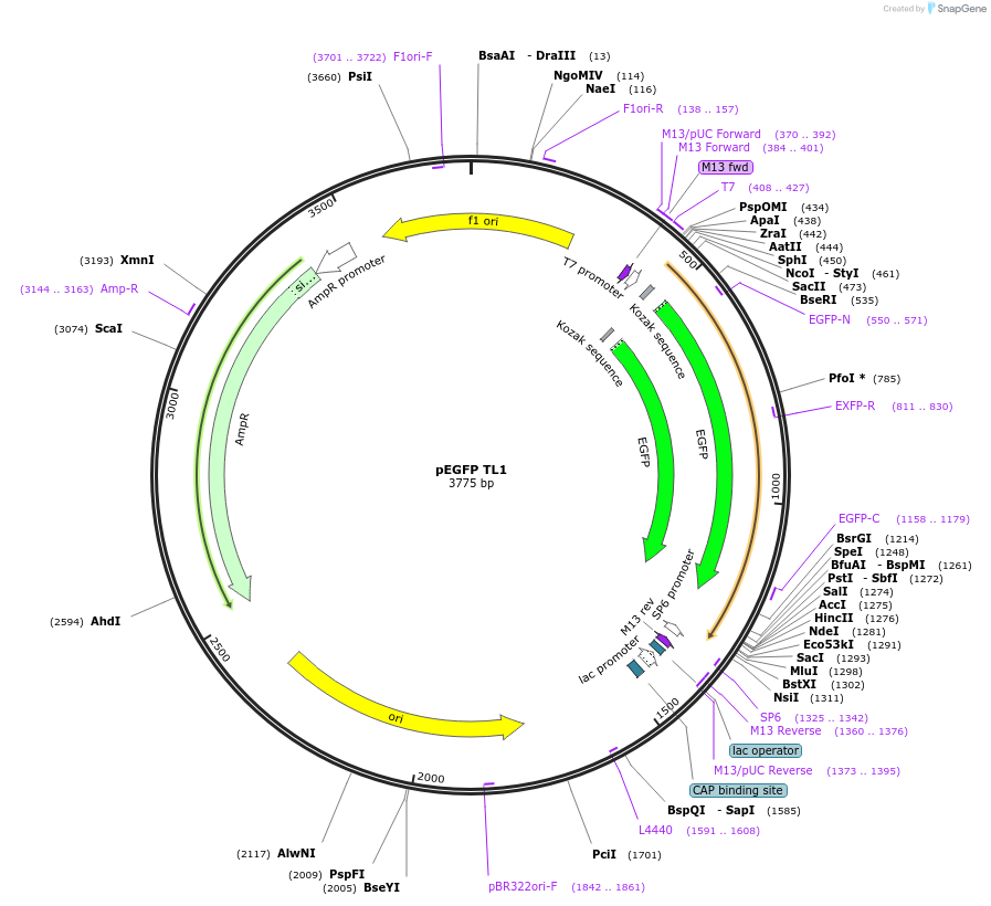 165834-plasmid-map-sequence-id-335083