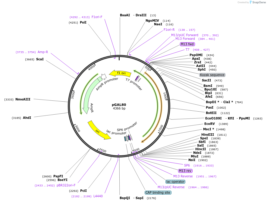 165825-plasmid-map-sequence-id-335089