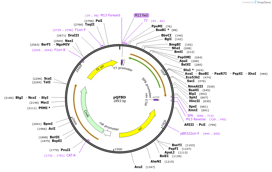 165823-plasmid-map-sequence-id-335091