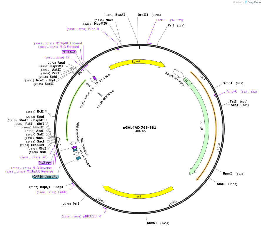 165820-plasmid-map-sequence-id-335093