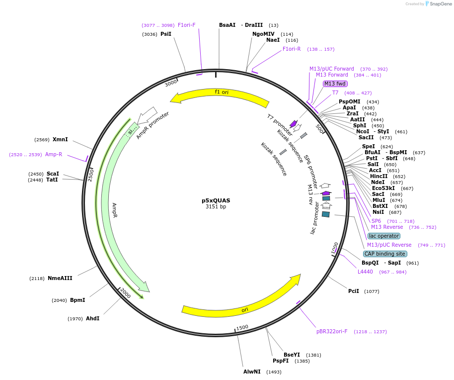 165818-plasmid-map-sequence-id-335095