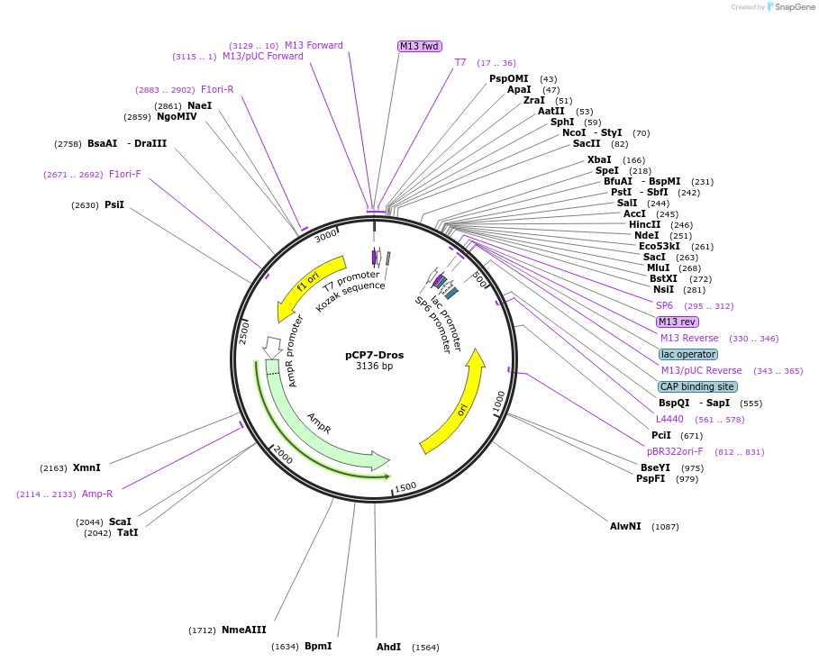 165796-plasmid-map-sequence-id-335099