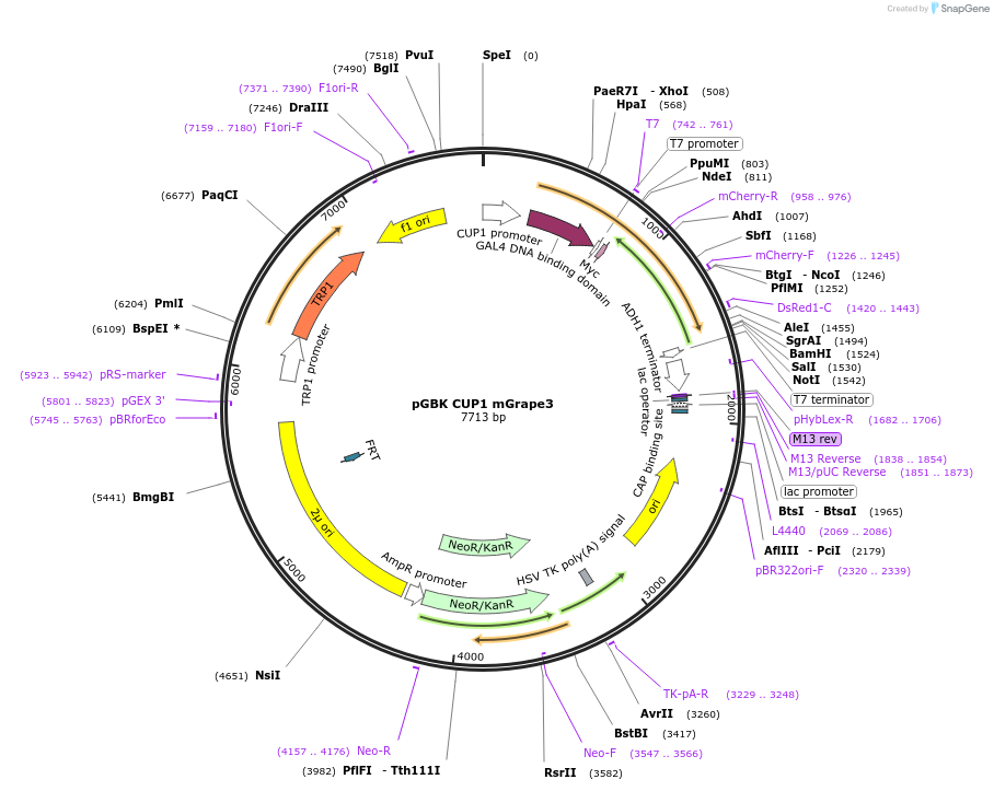 170265-plasmid-map-sequence-id-335101