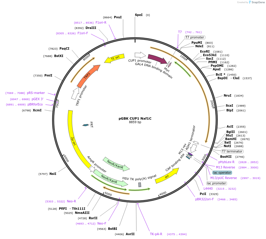 170267-plasmid-map-sequence-id-335103