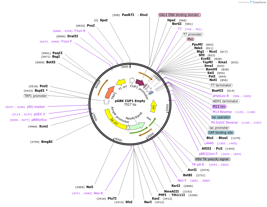 169710-plasmid-map-sequence-id-335105