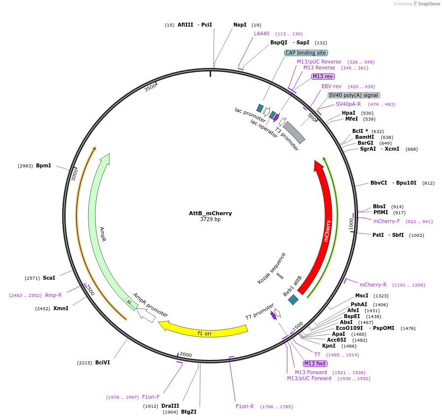 171598-plasmid-map-sequence-id-335108