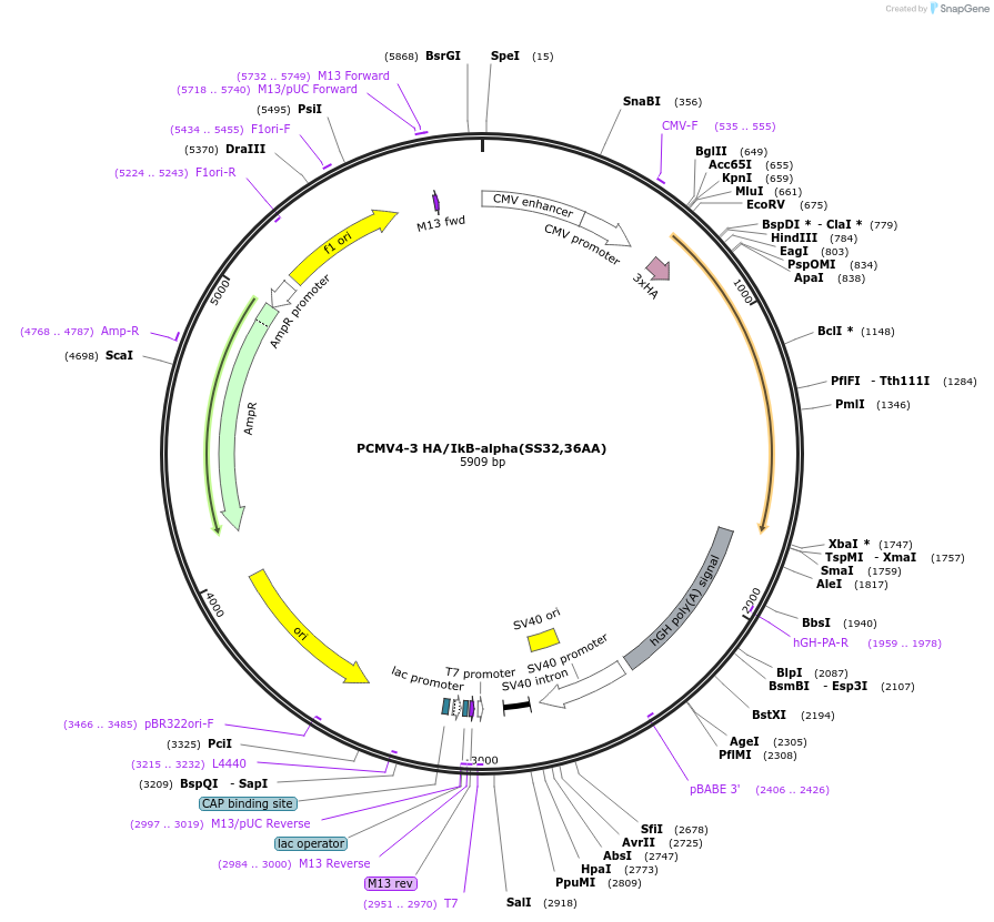 24143-plasmid-map-sequence-id-335109