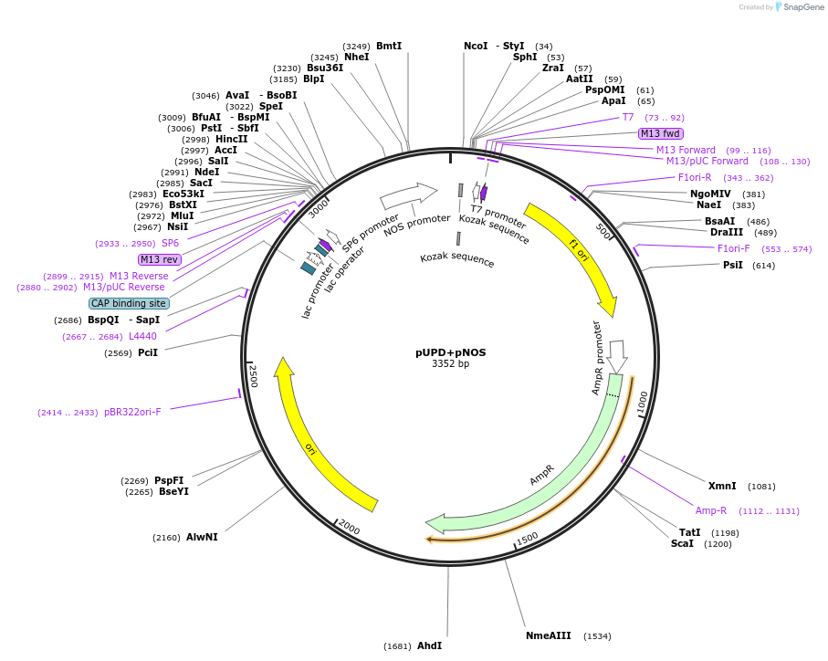 170875-plasmid-map-sequence-id-335111