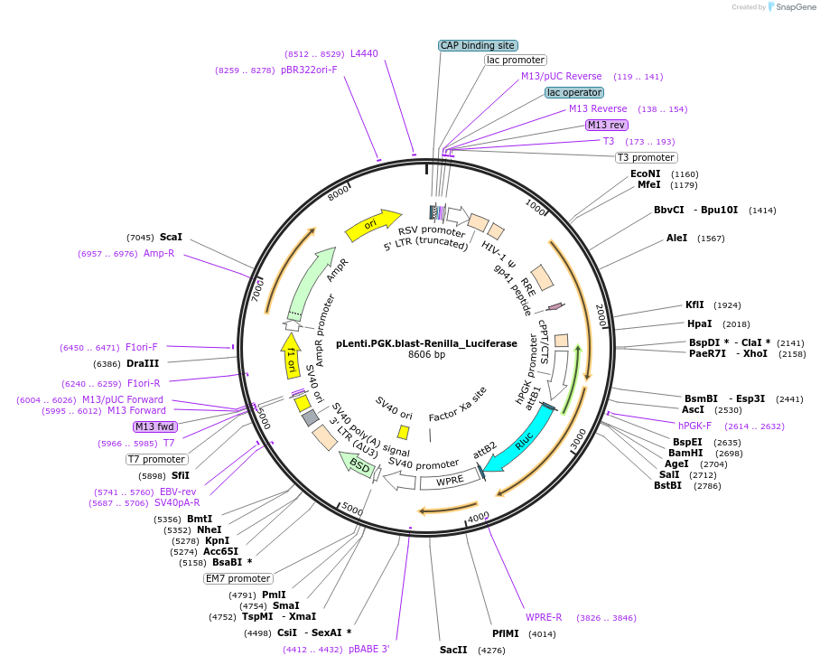 74444-plasmid-map-sequence-id-335114