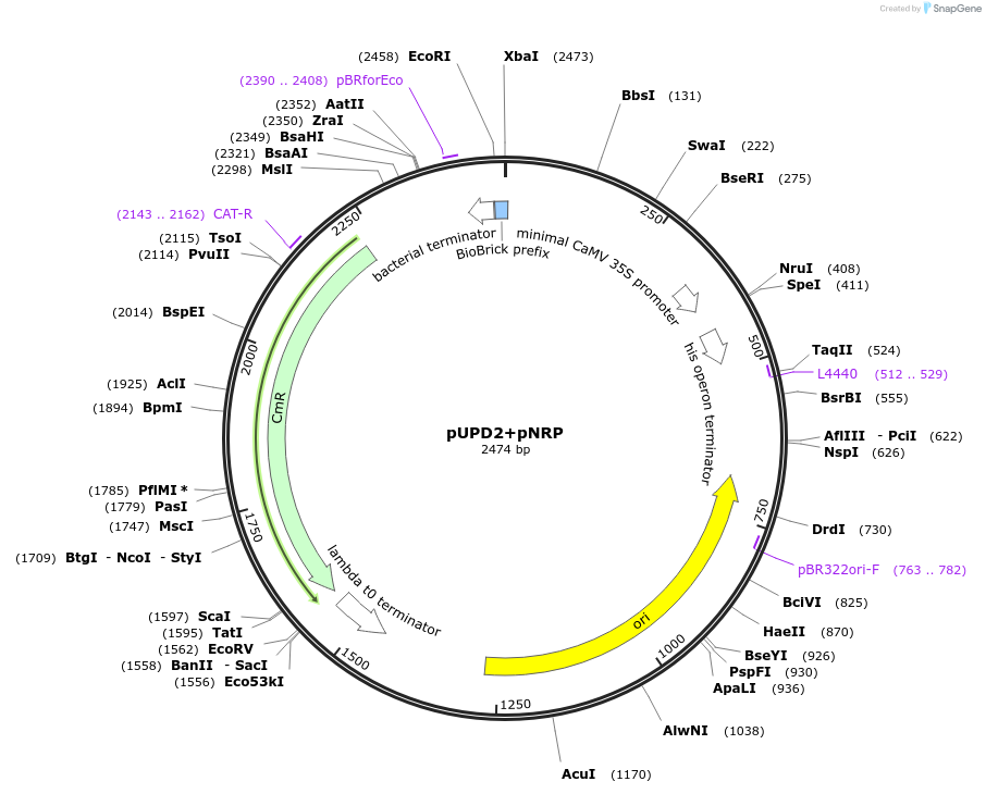 170881-plasmid-map-sequence-id-335115