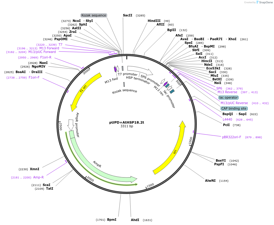 170884-plasmid-map-sequence-id-335117