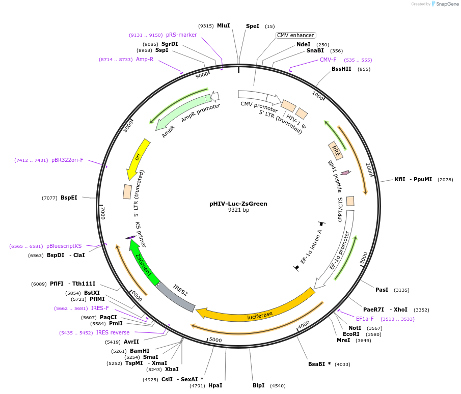 39196-plasmid-map-sequence-id-335121