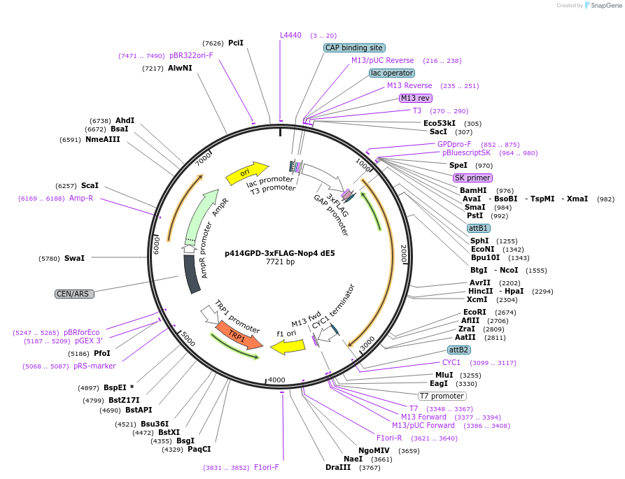 169263-plasmid-map-sequence-id-335124