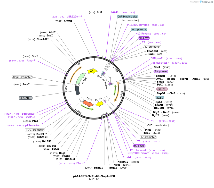 169264-plasmid-map-sequence-id-335126