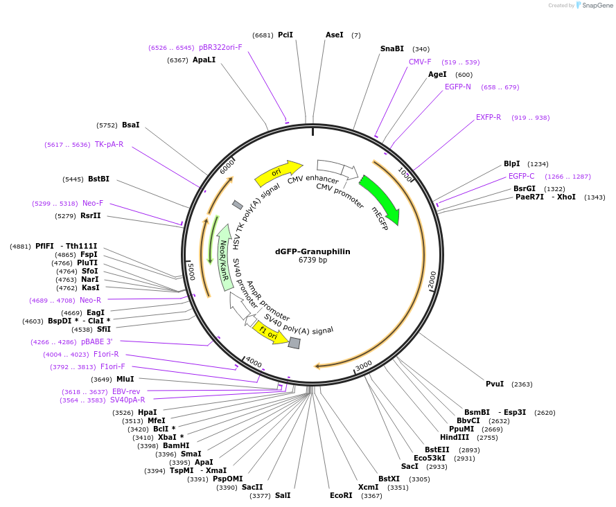 170868-plasmid-map-sequence-id-335131