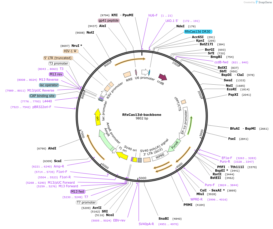 165078-plasmid-map-sequence-id-335132