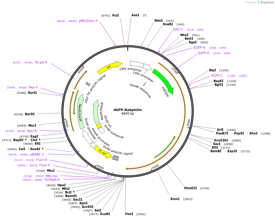 170866-plasmid-map-sequence-id-335133