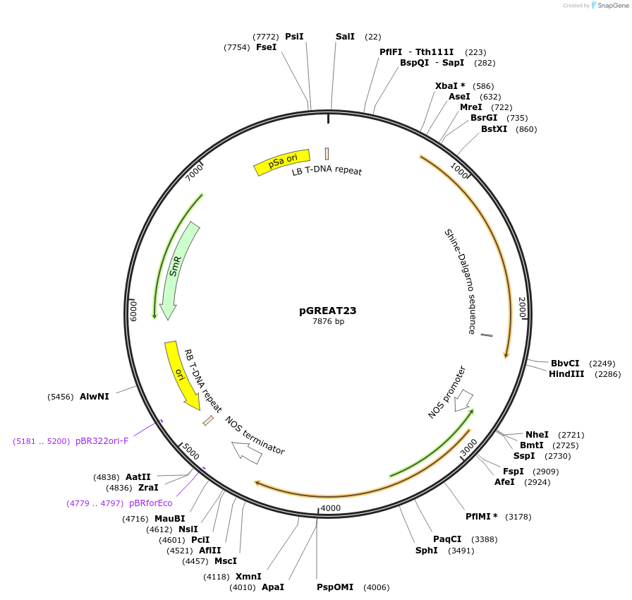 170911-plasmid-map-sequence-id-335140