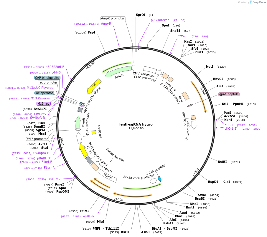 104991-plasmid-map-sequence-id-335144