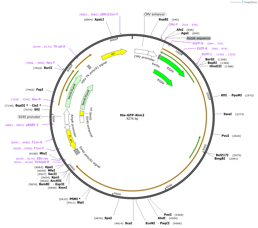 170869-plasmid-map-sequence-id-335145