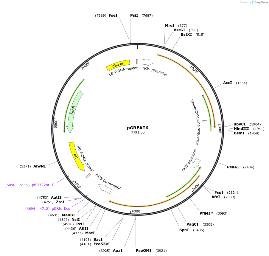 170894-plasmid-map-sequence-id-335148