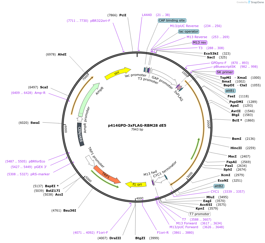 169267-plasmid-map-sequence-id-335152