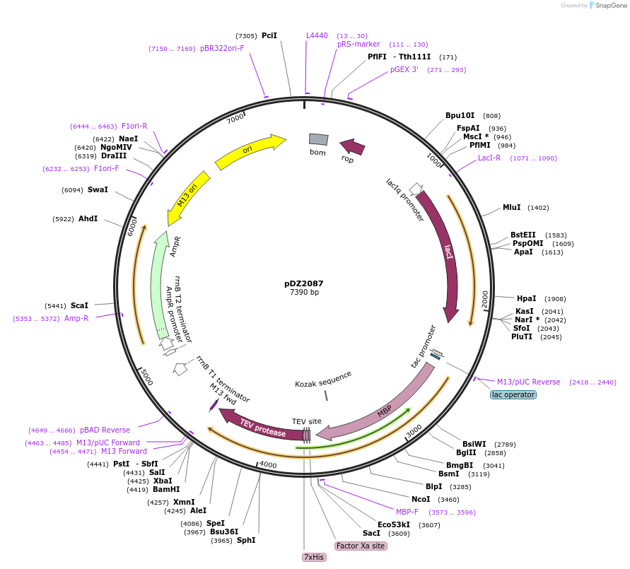 92414-plasmid-map-sequence-id-335153