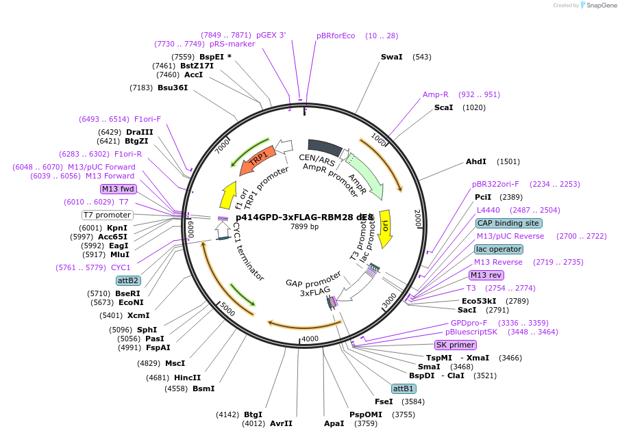 169268-plasmid-map-sequence-id-335155