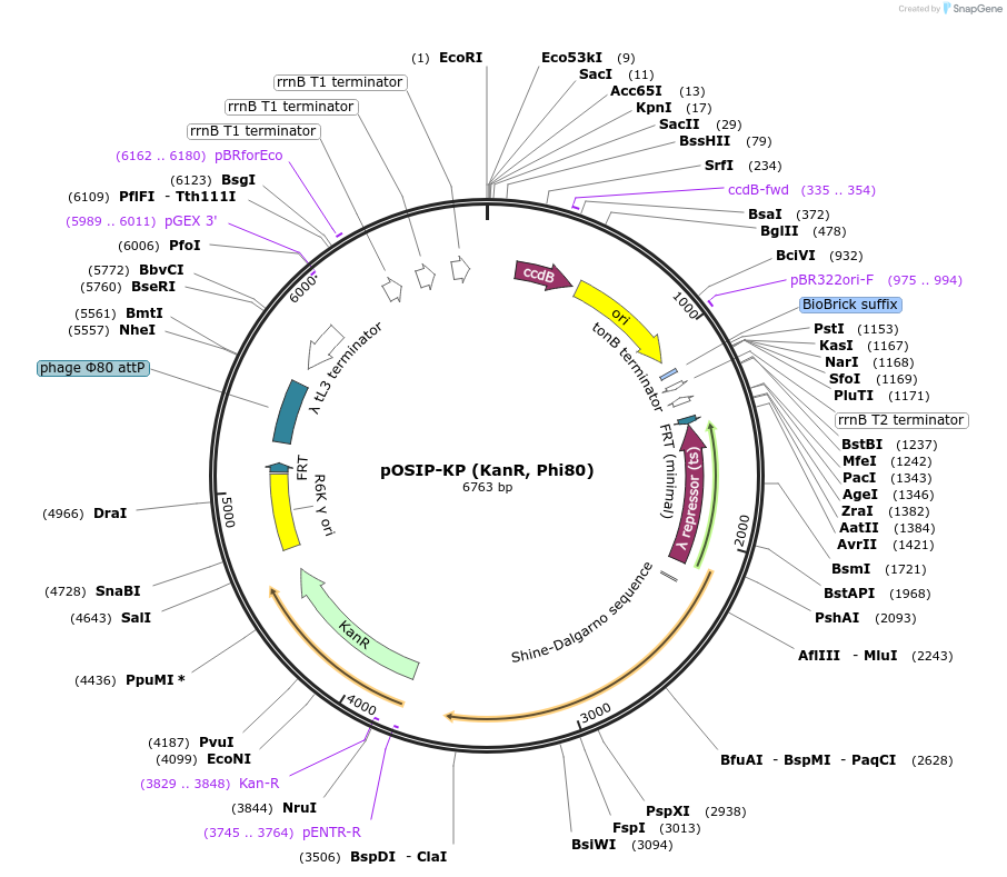 45986-plasmid-map-sequence-id-335156