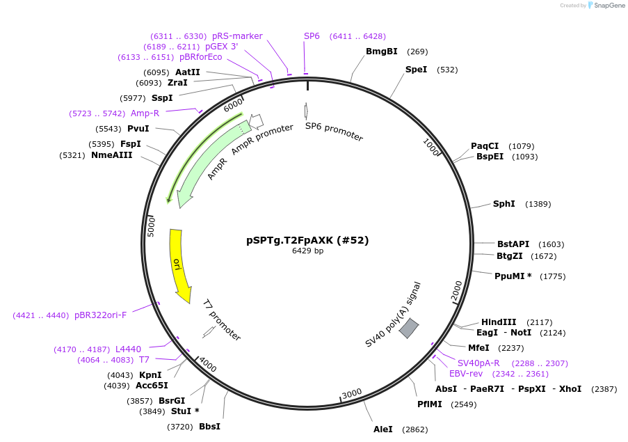 35962-plasmid-map-sequence-id-335157