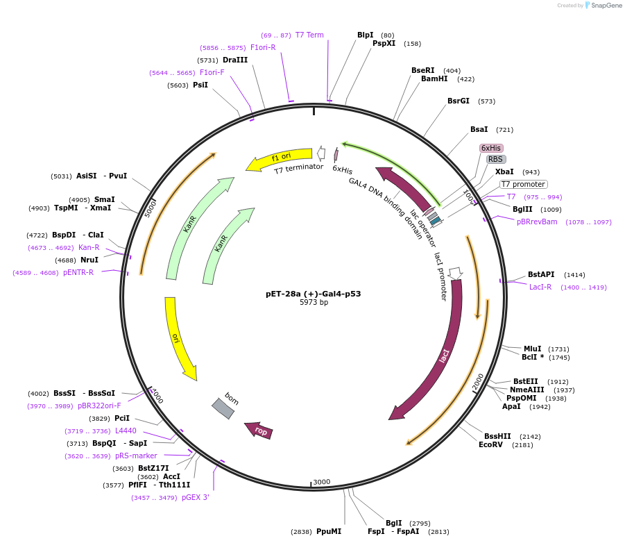 171076-plasmid-map-sequence-id-335158