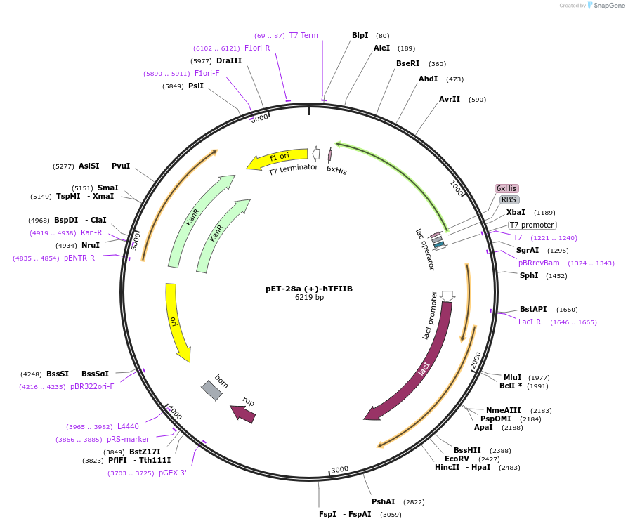 171084-plasmid-map-sequence-id-335161