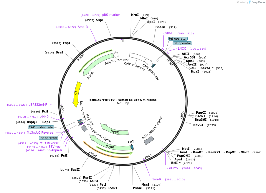 169270-plasmid-map-sequence-id-335162
