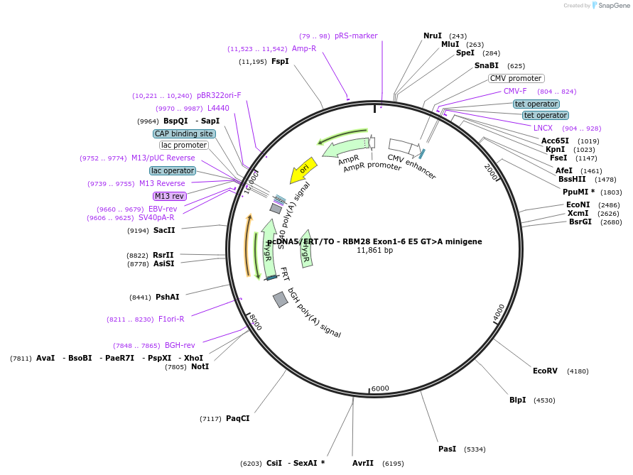 169274-plasmid-map-sequence-id-335163