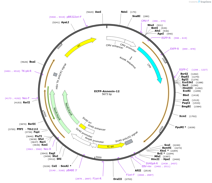 55340-plasmid-map-sequence-id-335165