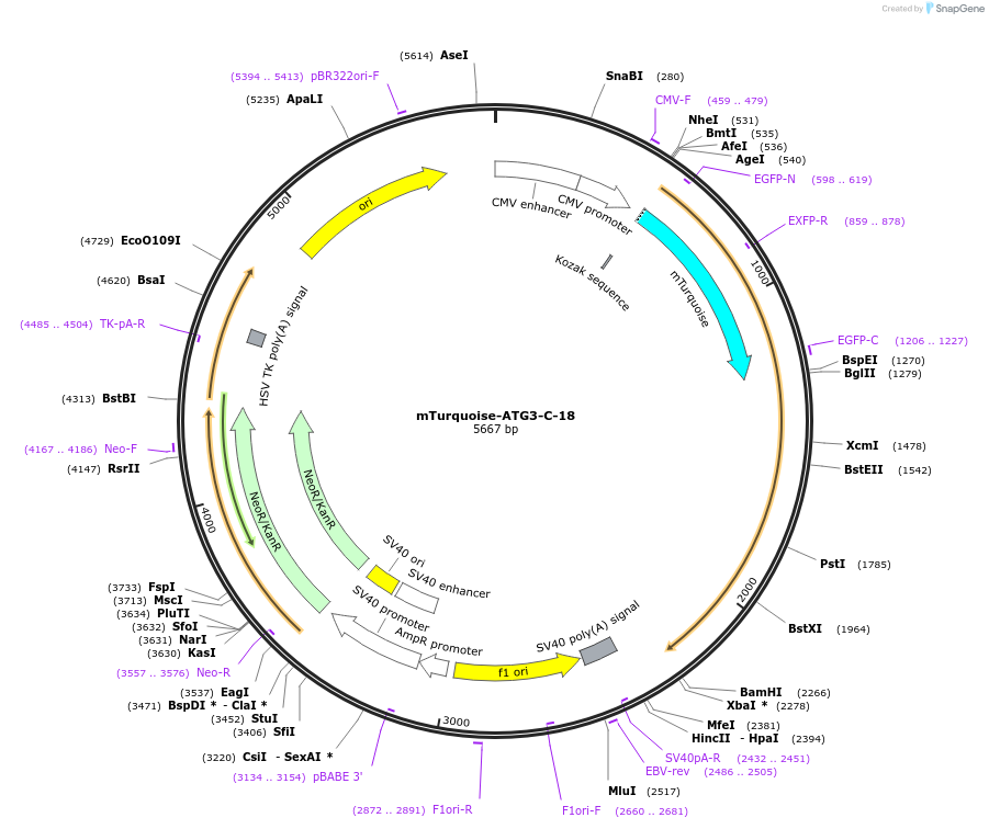 55525-plasmid-map-sequence-id-335166