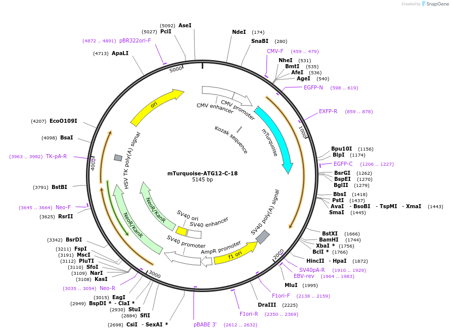 55529-plasmid-map-sequence-id-335167